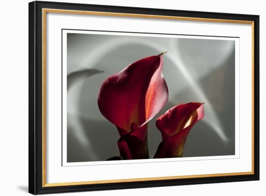 Zantedeschia - Red-Charles Bowman-Framed Photographic Print