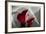 Zantedeschia - Red-Charles Bowman-Framed Photographic Print