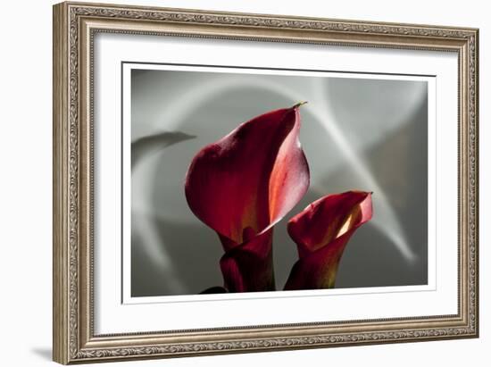 Zantedeschia - Red-Charles Bowman-Framed Photographic Print