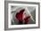 Zantedeschia - Red-Charles Bowman-Framed Photographic Print