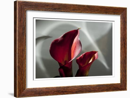 Zantedeschia - Red-Charles Bowman-Framed Photographic Print