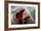 Zantedeschia - Red-Charles Bowman-Framed Photographic Print