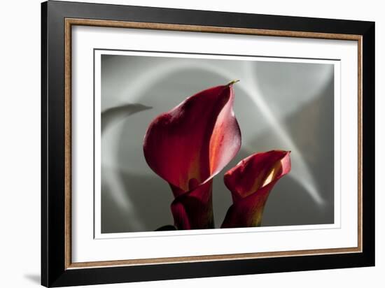 Zantedeschia - Red-Charles Bowman-Framed Photographic Print