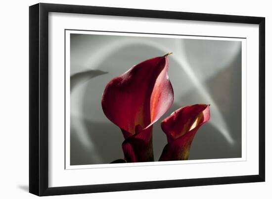 Zantedeschia - Red-Charles Bowman-Framed Photographic Print