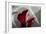 Zantedeschia - Red-Charles Bowman-Framed Photographic Print