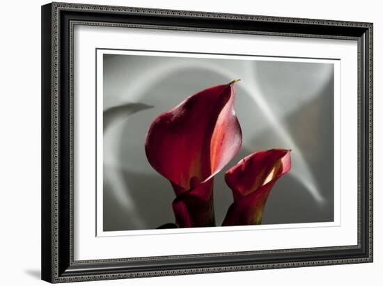 Zantedeschia - Red-Charles Bowman-Framed Photographic Print