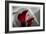 Zantedeschia - Red-Charles Bowman-Framed Photographic Print