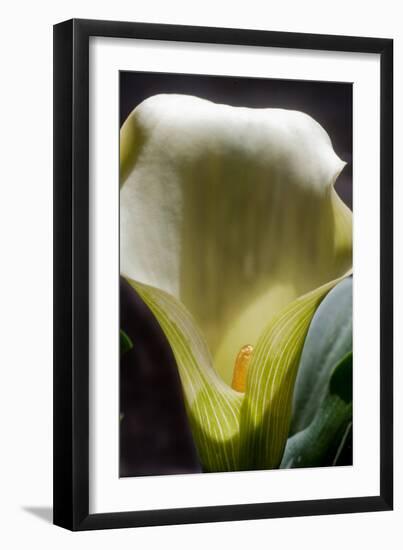 Zantedeschia White Flower II-Charles Bowman-Framed Photographic Print