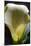 Zantedeschia White Flower II-Charles Bowman-Mounted Photographic Print