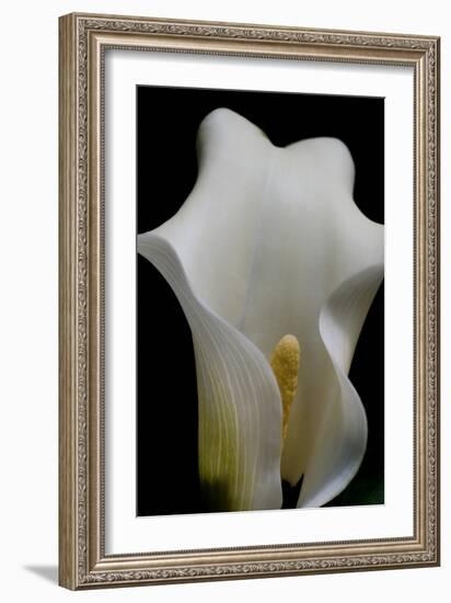 Zantedeschia White Flower III-Charles Bowman-Framed Photographic Print
