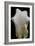 Zantedeschia White Flower III-Charles Bowman-Framed Photographic Print