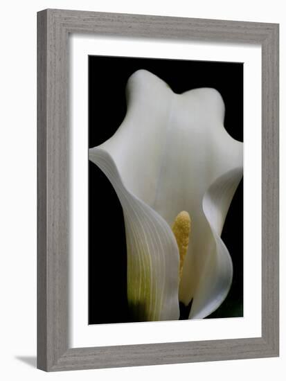 Zantedeschia White Flower III-Charles Bowman-Framed Photographic Print