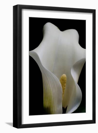 Zantedeschia White Flower III-Charles Bowman-Framed Photographic Print