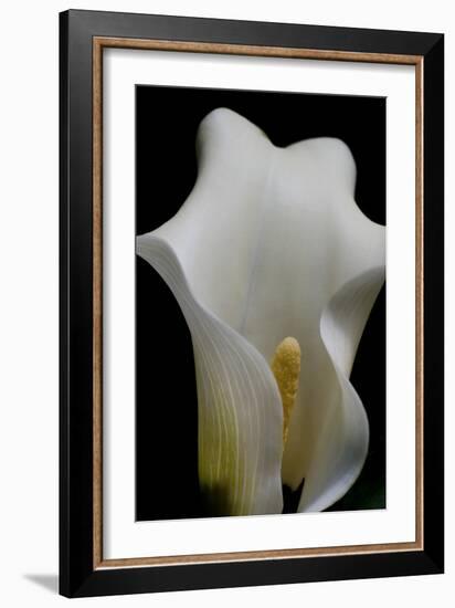 Zantedeschia White Flower III-Charles Bowman-Framed Photographic Print