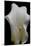 Zantedeschia White Flower III-Charles Bowman-Mounted Photographic Print