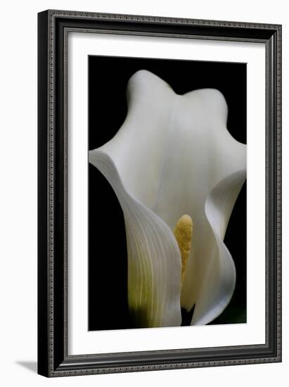 Zantedeschia White Flower III-Charles Bowman-Framed Photographic Print