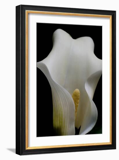 Zantedeschia White Flower III-Charles Bowman-Framed Photographic Print