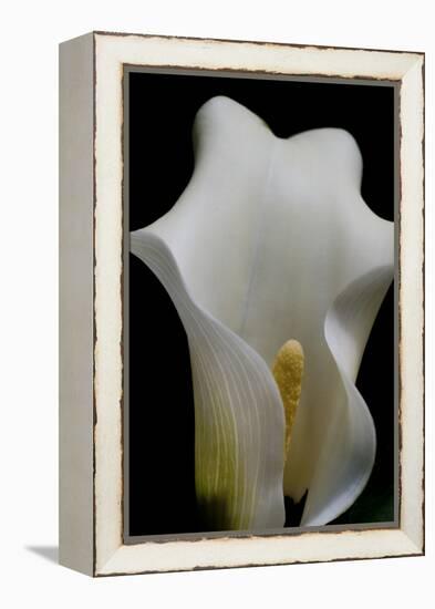 Zantedeschia White Flower III-Charles Bowman-Framed Premier Image Canvas