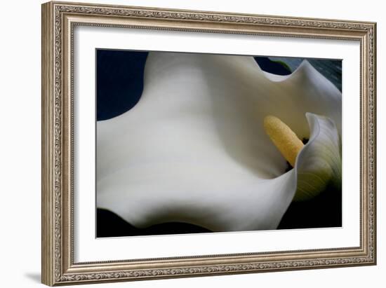 Zantedeschia White Flower IV-Charles Bowman-Framed Photographic Print