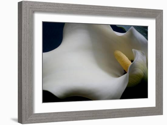 Zantedeschia White Flower IV-Charles Bowman-Framed Photographic Print