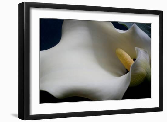 Zantedeschia White Flower IV-Charles Bowman-Framed Photographic Print