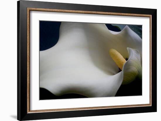 Zantedeschia White Flower IV-Charles Bowman-Framed Photographic Print