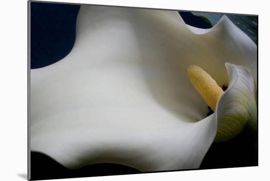 Zantedeschia White Flower IV-Charles Bowman-Mounted Photographic Print