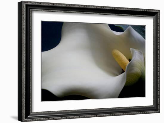 Zantedeschia White Flower IV-Charles Bowman-Framed Photographic Print