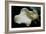 Zantedeschia White Flower V-Charles Bowman-Framed Photographic Print
