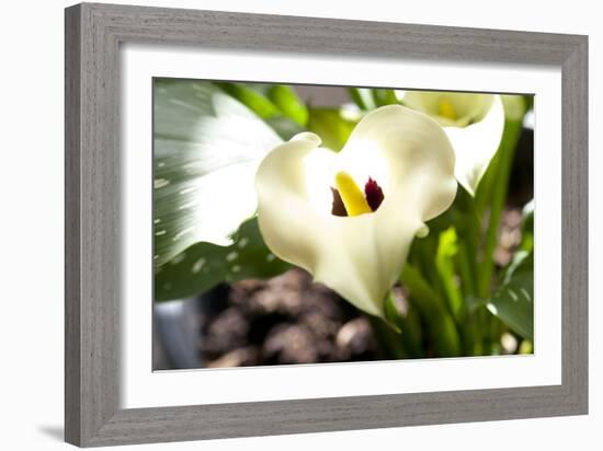 Zantedeschia White Flower-Charles Bowman-Framed Photographic Print
