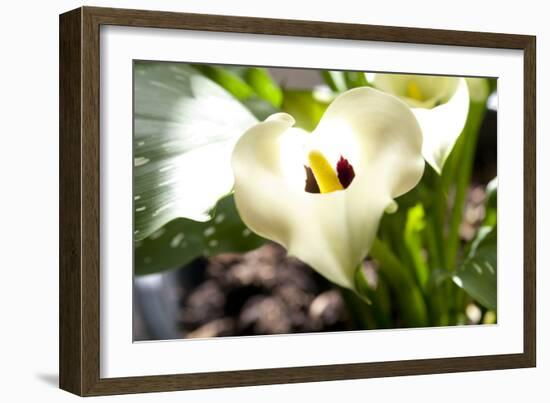 Zantedeschia White Flower-Charles Bowman-Framed Photographic Print