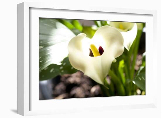 Zantedeschia White Flower-Charles Bowman-Framed Photographic Print