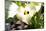 Zantedeschia White Flower-Charles Bowman-Mounted Photographic Print