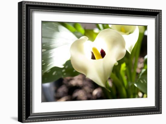 Zantedeschia White Flower-Charles Bowman-Framed Photographic Print