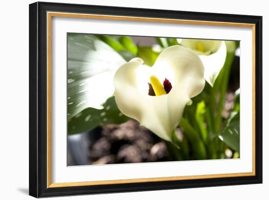 Zantedeschia White Flower-Charles Bowman-Framed Photographic Print