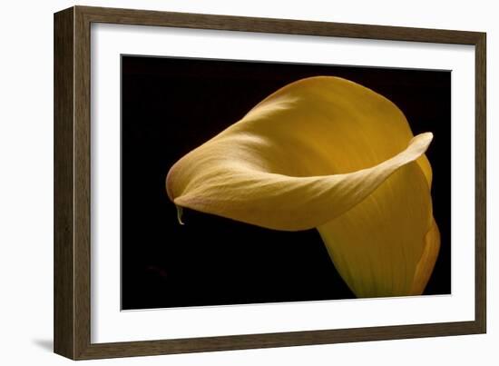 Zantedeschia Yellow II-Charles Bowman-Framed Photographic Print