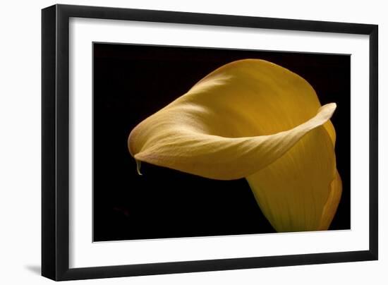 Zantedeschia Yellow II-Charles Bowman-Framed Photographic Print