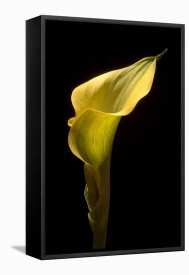 Zantedeschia Yellow III-Charles Bowman-Framed Premier Image Canvas