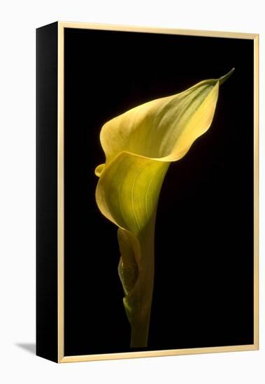 Zantedeschia Yellow III-Charles Bowman-Framed Premier Image Canvas