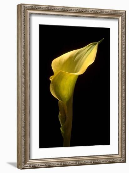 Zantedeschia Yellow III-Charles Bowman-Framed Photographic Print