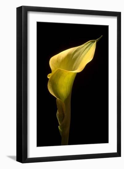 Zantedeschia Yellow III-Charles Bowman-Framed Photographic Print