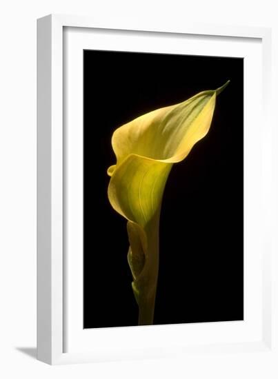 Zantedeschia Yellow III-Charles Bowman-Framed Photographic Print