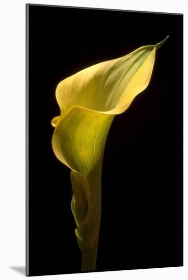 Zantedeschia Yellow III-Charles Bowman-Mounted Photographic Print