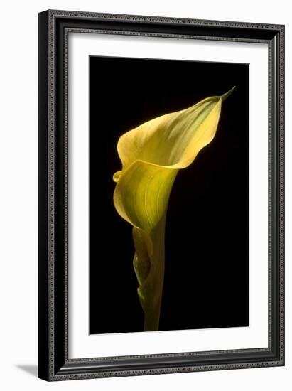 Zantedeschia Yellow III-Charles Bowman-Framed Photographic Print