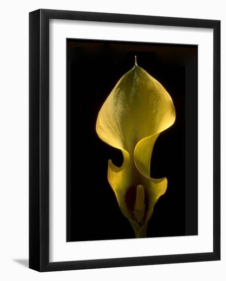 Zantedeschia Yellow-Charles Bowman-Framed Photographic Print