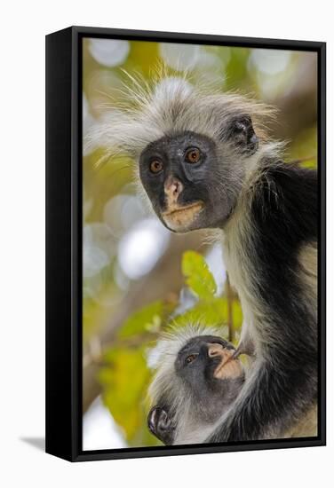 Zanzibar Red Colobus Monkeys-Tony Camacho-Framed Premier Image Canvas