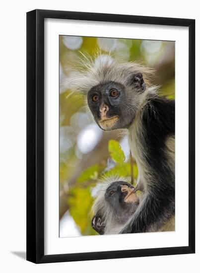 Zanzibar Red Colobus Monkeys-Tony Camacho-Framed Photographic Print