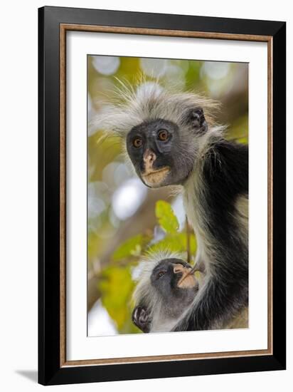 Zanzibar Red Colobus Monkeys-Tony Camacho-Framed Photographic Print