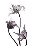 Three Withered Transparent Tulips on White Background Desaturated-Zaretska Olga-Photographic Print