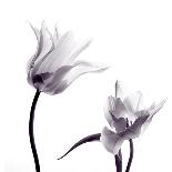 Three Withered Transparent Tulips on White Background Desaturated-Zaretska Olga-Photographic Print